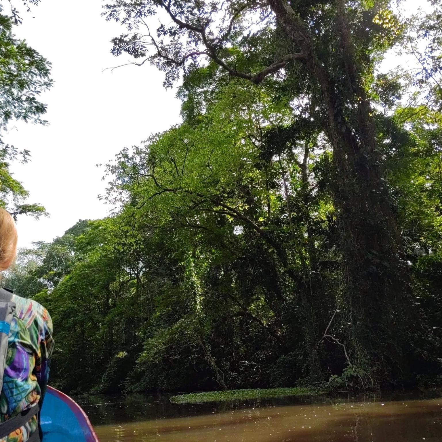 Tortuguero Villas Exteriör bild
